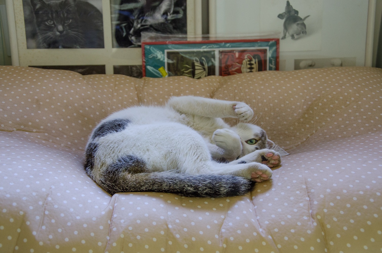 Paciente felino atendido na NovaVet
