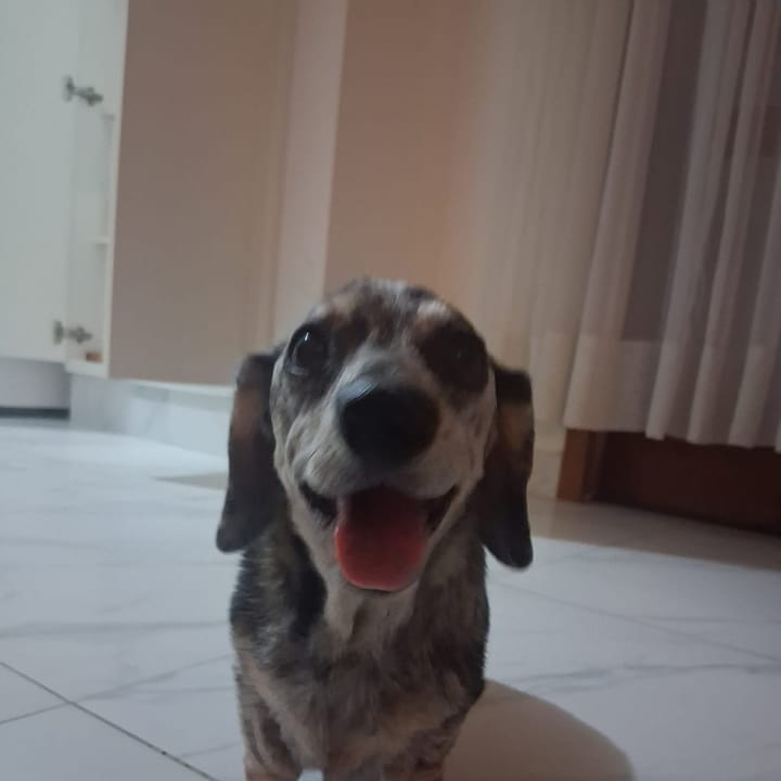 Cão dachshund sorridente, paciente da NovaVet