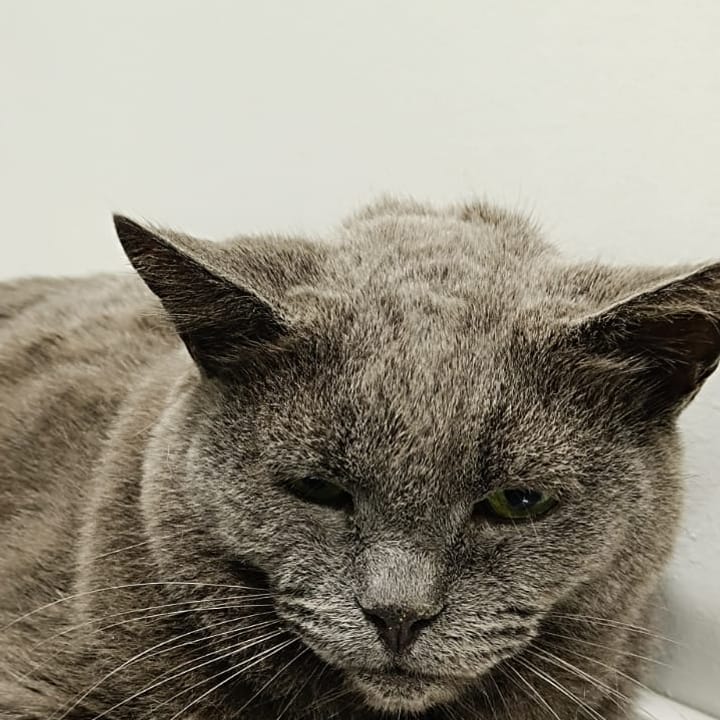 Gato cinza sênior atendido na NovaVet