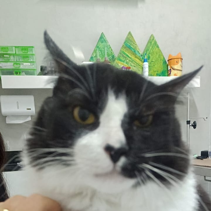 Gato preto e branco atendido na NovaVet