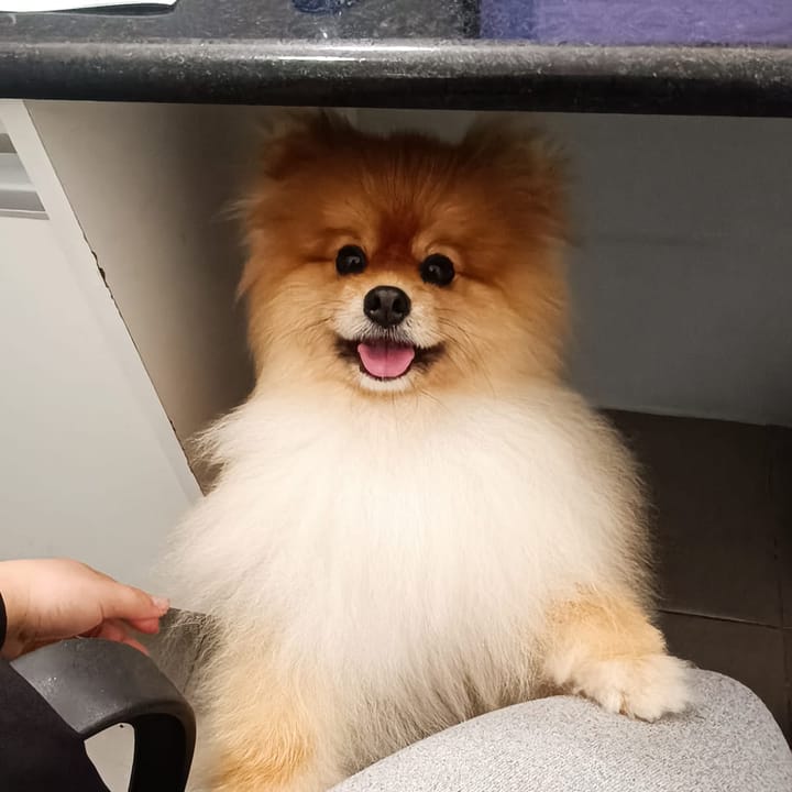 Lulu da Pomerânia no colo durante o atendimento na NovaVet