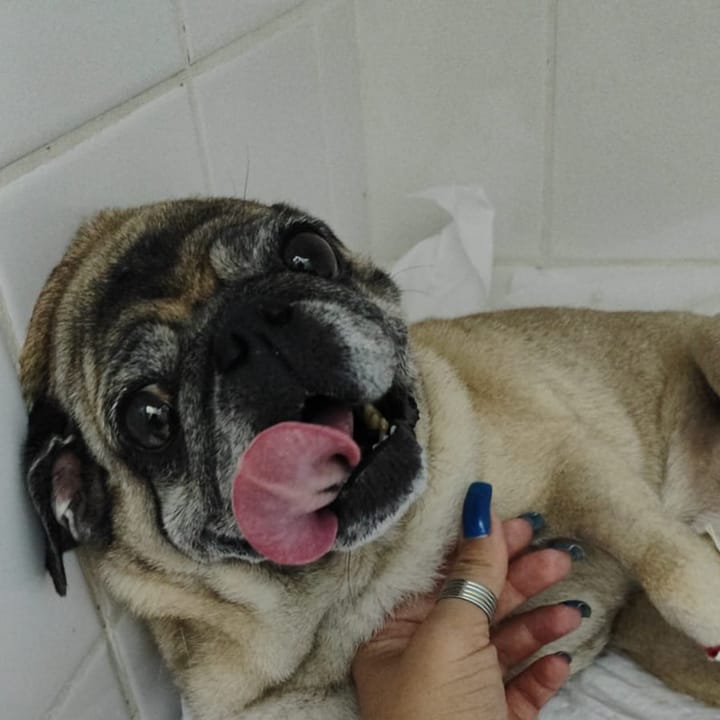 Pug sênior sendo acariciado durante a consulta na NovaVet