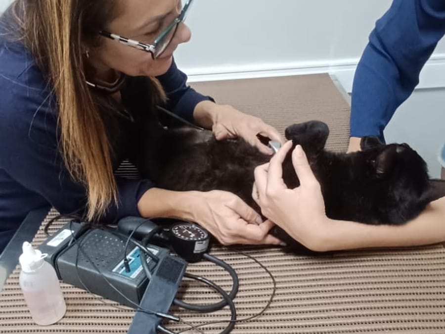 Gato em consulta clínica com aferição de pressão na NovaVet