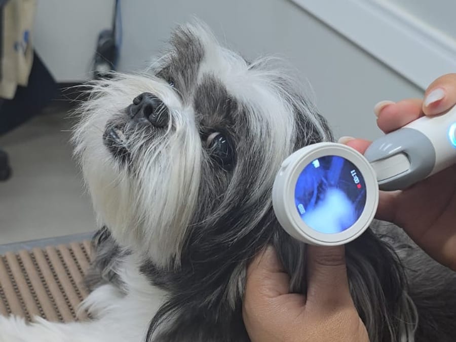 Shih-tzu em exame de otoscopia na dermatologia veterinária da NovaVet