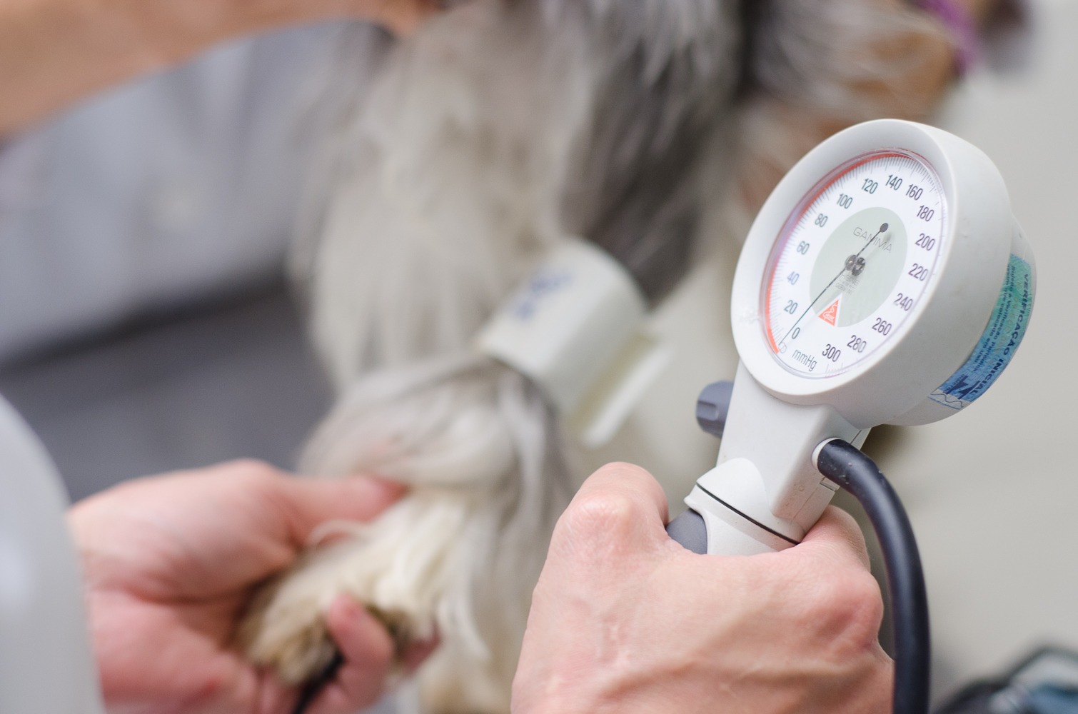 Atendimento veterinário com aferição de pressão arterial